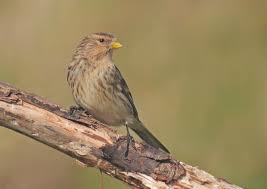 Image result for twite photo