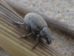 Attēlu rezultāti vaicājumam “Philopedon plagiatum”