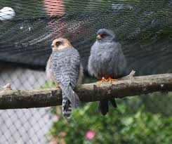 Image result for Falco vespertinus