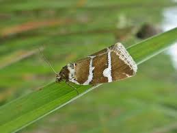 Attēlu rezultāti vaicājumam “Deltote bankiana”