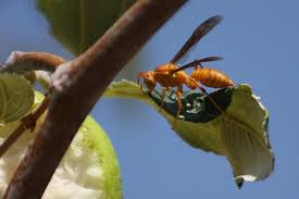 Attēlu rezultāti vaicājumam “Polistes”