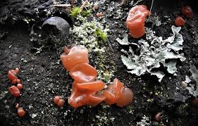 Attēlu rezultāti vaicājumam “Craterocolla cerasi”