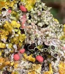 Attēlu rezultāti vaicājumam “Illosporiopsis christiansenii”