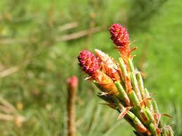Attēlu rezultāti vaicājumam “Pinus sylvestris female flower”