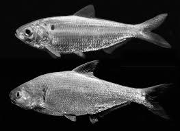 Image result for Dorosoma cepedianum