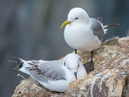 Attēlu rezultāti vaicājumam “Rissa tridactyla”