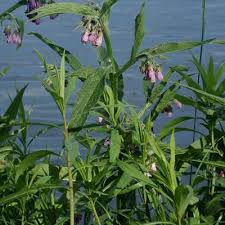 Image result for Symphytum officinale