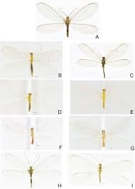 Attēlu rezultāti vaicājumam “Chrysopidae”
