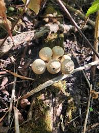 Attēlu rezultāti vaicājumam “Lycoperdon pyriforme”