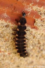 Attēlu rezultāti vaicājumam “Lampyris noctiluca larva”