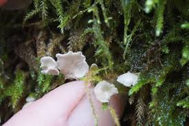 Attēlu rezultāti vaicājumam “Arrhenia retiruga”