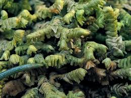 Attēlu rezultāti vaicājumam “Homalia trichomanoides”