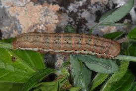 Attēlu rezultāti vaicājumam “Agrochola helvola imago”