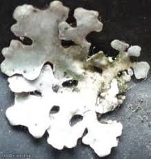 Attēlu rezultāti vaicājumam “Physcia tenella”