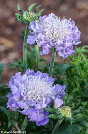 Image result for Scabiosa col.`Butterfly Blue`
