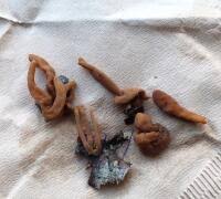 Attēlu rezultāti vaicājumam “Macrotyphula fistulosa var. contorta”