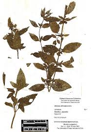Image result for Mentha piperita