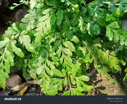 Attēlu rezultāti vaicājumam “Botrychium multifidum”