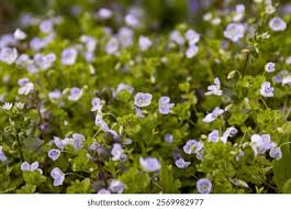 Attēlu rezultāti vaicājumam “Veronica filiformis flower”