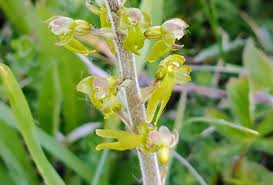Attēlu rezultāti vaicājumam “Listera ovata flower”