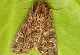 Attēlu rezultāti vaicājumam “Apamea remissa”