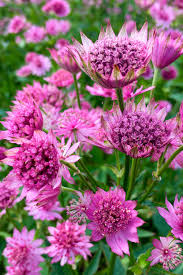 Attēlu rezultāti vaicājumam “Astrantia major flower”