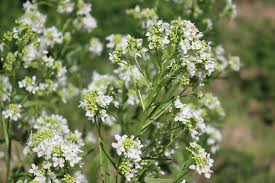 Attēlu rezultāti vaicājumam “Armoracia rusticana”