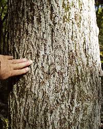 Attēlu rezultāti vaicājumam “Carya cordiformis”