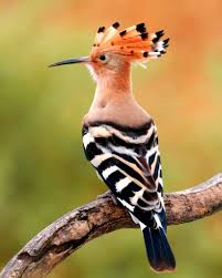 Attēlu rezultāti vaicājumam “Upupa epops”