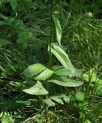 Attēlu rezultāti vaicājumam “Epipactis helleborine leaf”
