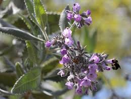 Attēlu rezultāti vaicājumam “Tettigoniodea exuvia”