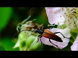 Attēlu rezultāti vaicājumam “Stenurella melanura”