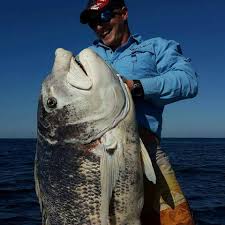 Image result for Cymatoceps nasutus