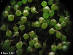 Attēlu rezultāti vaicājumam “Physcomitrium pyriforme”