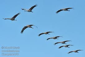 Attēlu rezultāti vaicājumam “Grus grus”