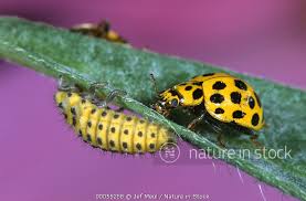 Attēlu rezultāti vaicājumam “Psyllobora vigintiduopunctata”