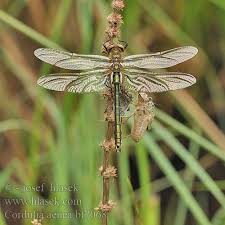 Attēlu rezultāti vaicājumam “Cordulia aenea”