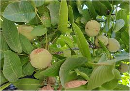 Attēlu rezultāti vaicājumam “Juglans regia”