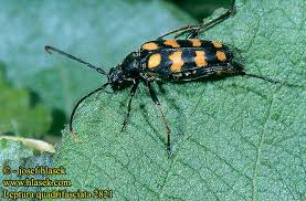 Attēlu rezultāti vaicājumam “Leptura quadrifasciata”