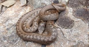 Attēlu rezultāti vaicājumam “Coronella austriaca”