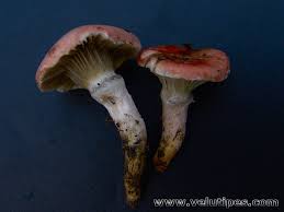 Attēlu rezultāti vaicājumam “Gomphidius roseus”