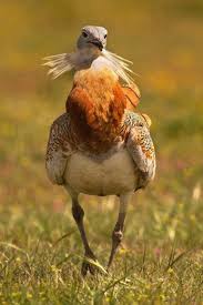 Image result for Otis tarda