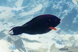 Image result for Scarus niger