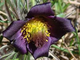 Attēlu rezultāti vaicājumam “Pulsatilla pratensis flower”