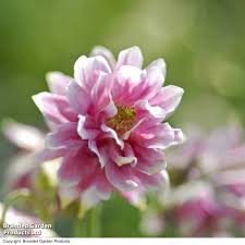 Image result for Aquilegia vulgaris `Nora Barlow`