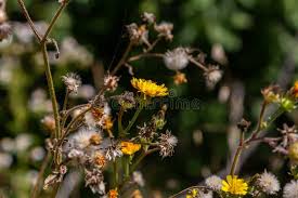 Attēlu rezultāti vaicājumam “Hieracium laevigatum”