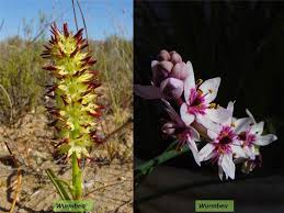 Attēlu rezultāti vaicājumam “Colchicaceae”
