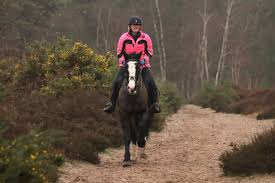 Image result for South Weylands Equestrian