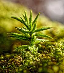 Attēlu rezultāti vaicājumam “Pseudotaxiphyllum elegans macro”