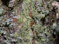 Attēlu rezultāti vaicājumam “Lecanora conizaeoides”